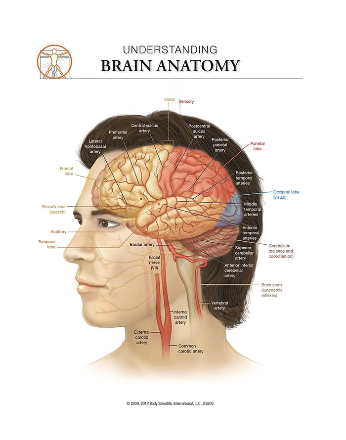 Hjärna/Neurologi