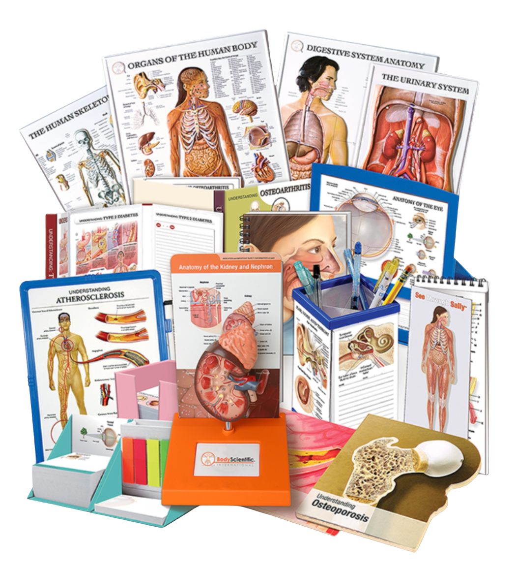 Anatomiska utbildningsmaterial och modeller