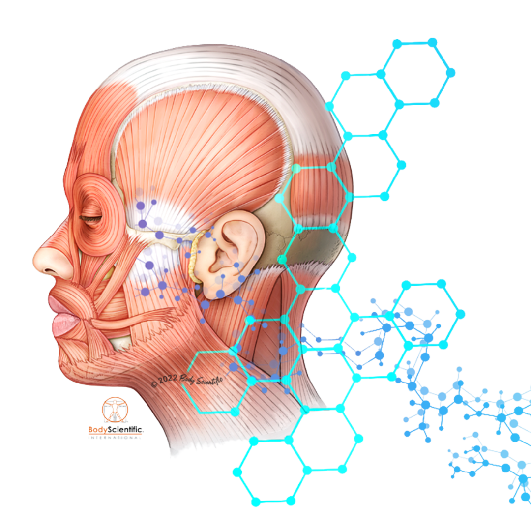 Anatomisk modell med digitala visualiseringsöverlägg